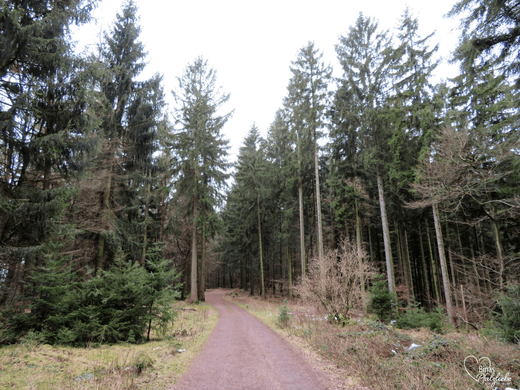 Waldweg bei der Lolosruhe #wald #tannen #pfälzerwald #edenkoben