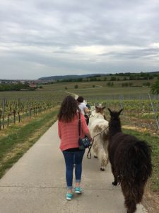 LaMa Land - Wandern in der Pfalz mal ganz anders
