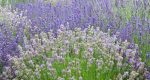 Lavendelfest in Edenkoben - ein Stück Provence in der Pfalz