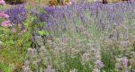 Lavendelfest in Edenkoben - ein Stück Provence in der Pfalz